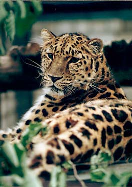 Amur Leopard.jpg (22797 bytes)