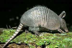 armadillo.jpg (12471 bytes)