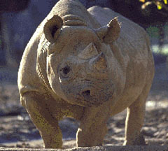 rhino.jpg (19017 bytes)